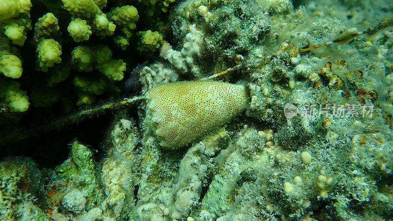 红海海底的海蜗牛沙锥(Conus arenatus)